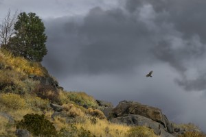 Desert Flyer